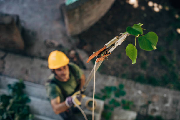 Best Tree Trimming and Pruning  in Newton, KS