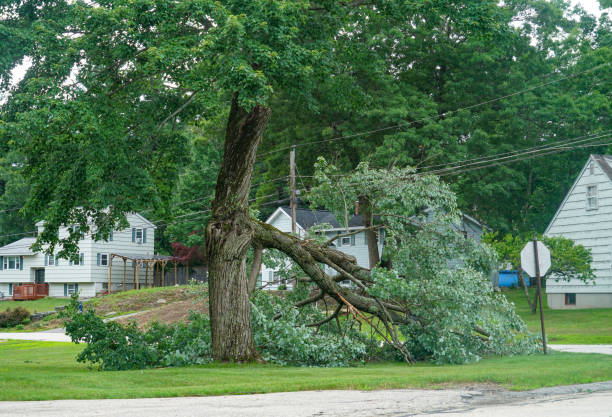 Best Storm Damage Tree Cleanup  in Newton, KS